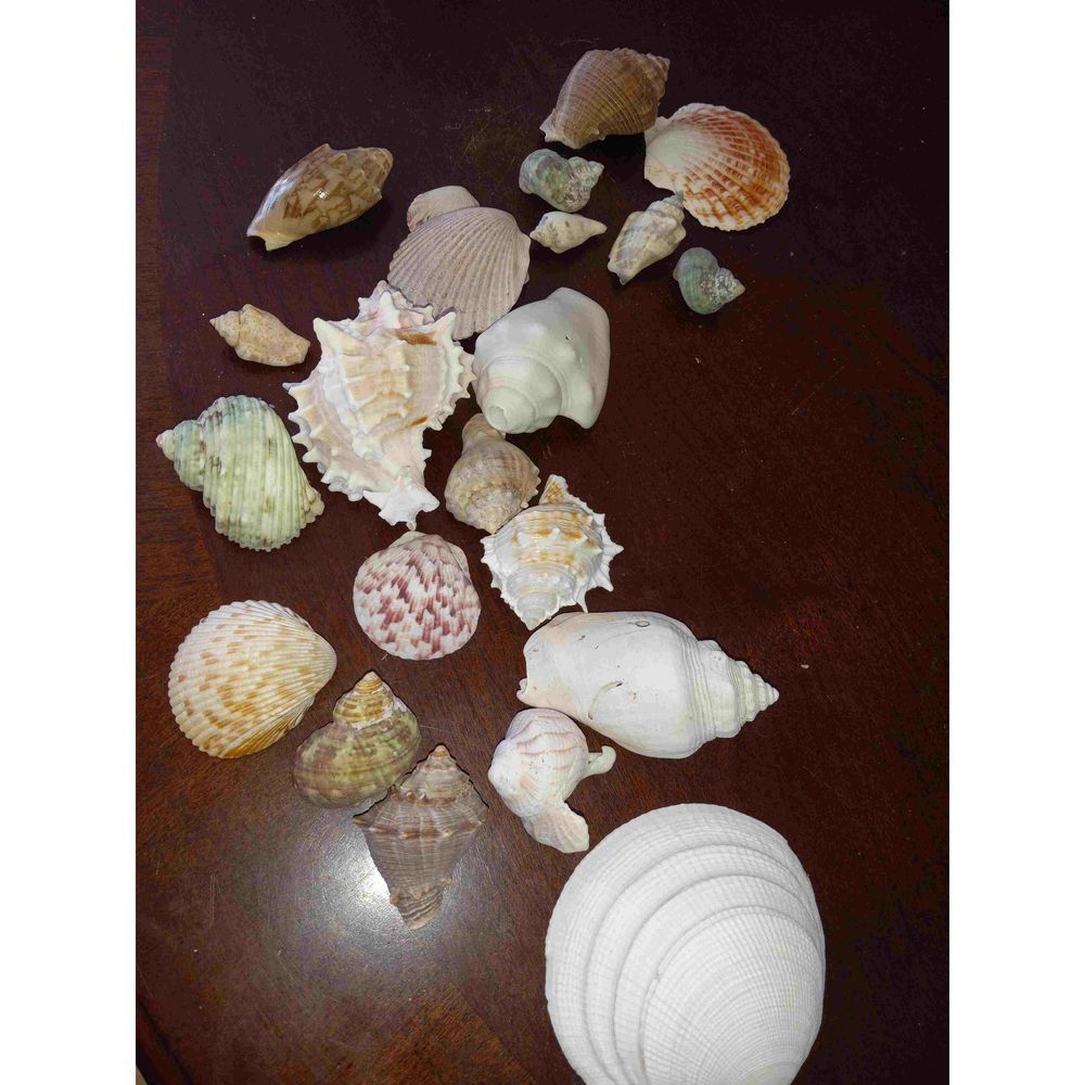 Vintage set hand collected seashells k3